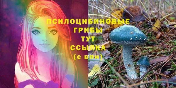 хмурый Аркадак